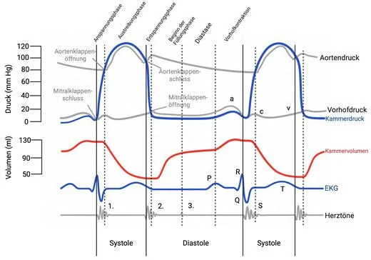 Kursgrafik: Herzzyklus & EKG