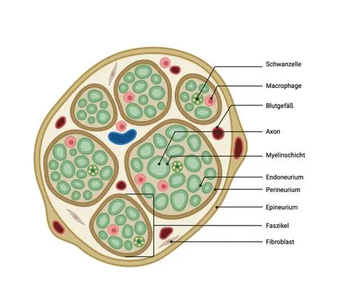 Kursgrafik: Nerv im Querschnitt