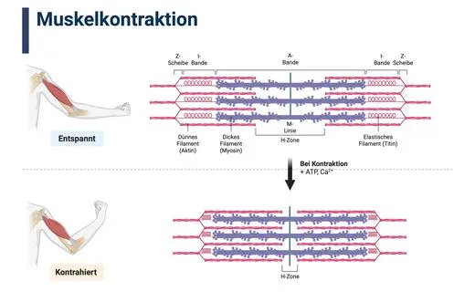 Kursgrafik: Muskelkontraktion